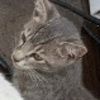 patsy_morin